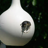 2 Piece Purple Martin Gourd - 6 Pack