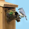 Natural Bird Guardian Bird House Protector - Qivras