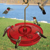 Hummingbird Haven Hummingbird Feeder