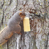Sweet Corn Squirrelog w/Hanger - Qivras