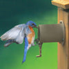 Bird Guardian Bird House Protector - Qivras