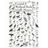 Coastal & Wetland Birds of the Gulf of Mexico Poster