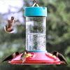 Dr JBs Clean Hummingbird Feeder Blue 16 oz - Qivras
