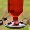 Antique Red Bottle Hummingbird Feeder